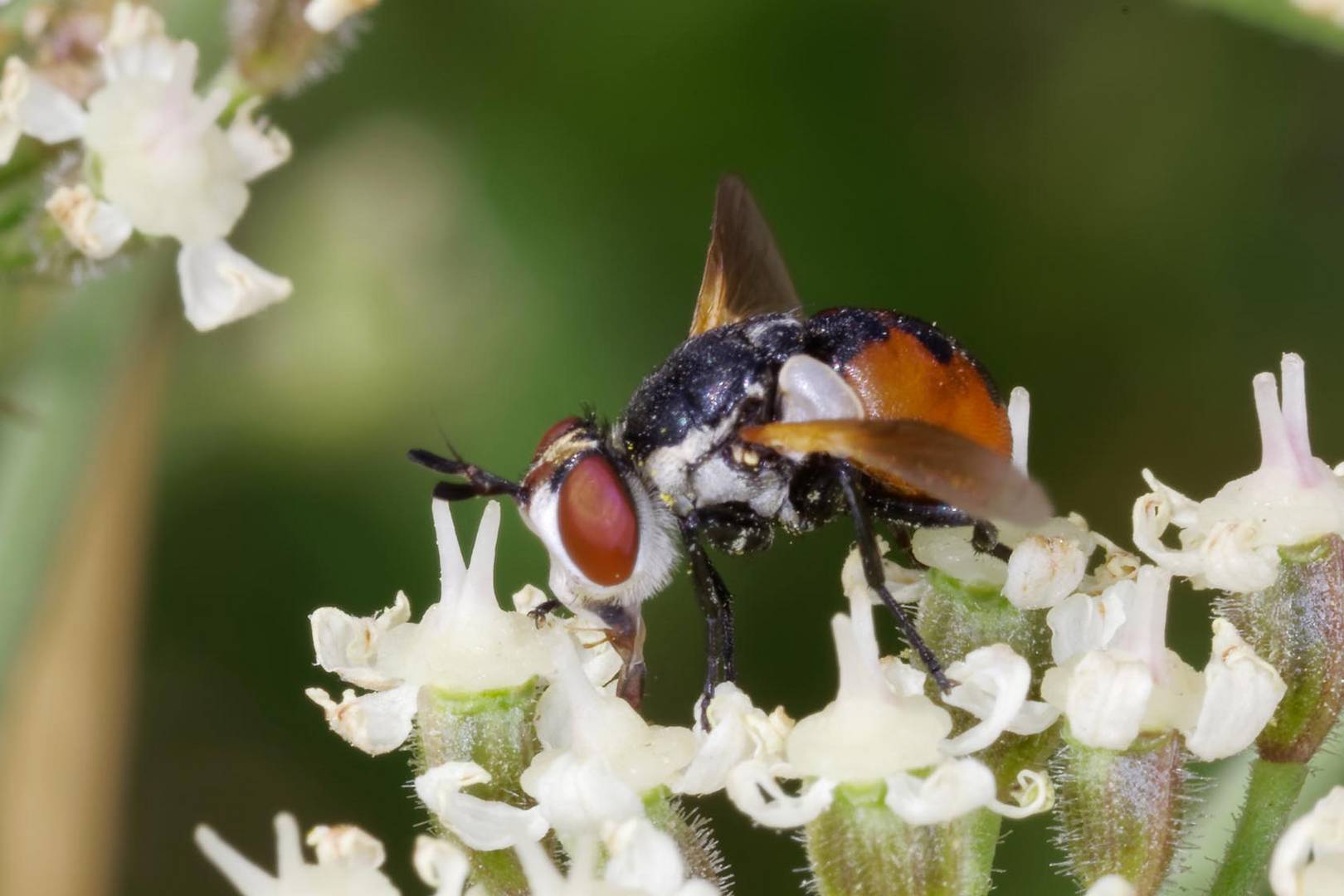 Raupenfliege (Gymnosoma rotundatum)