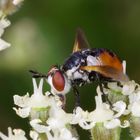 Raupenfliege (Gymnosoma rotundatum)