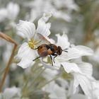 Raupenfliege (Gymnosoma rotundatum) - Ganz hübsch anzusehen, aber ein "gemeiner Parasit"