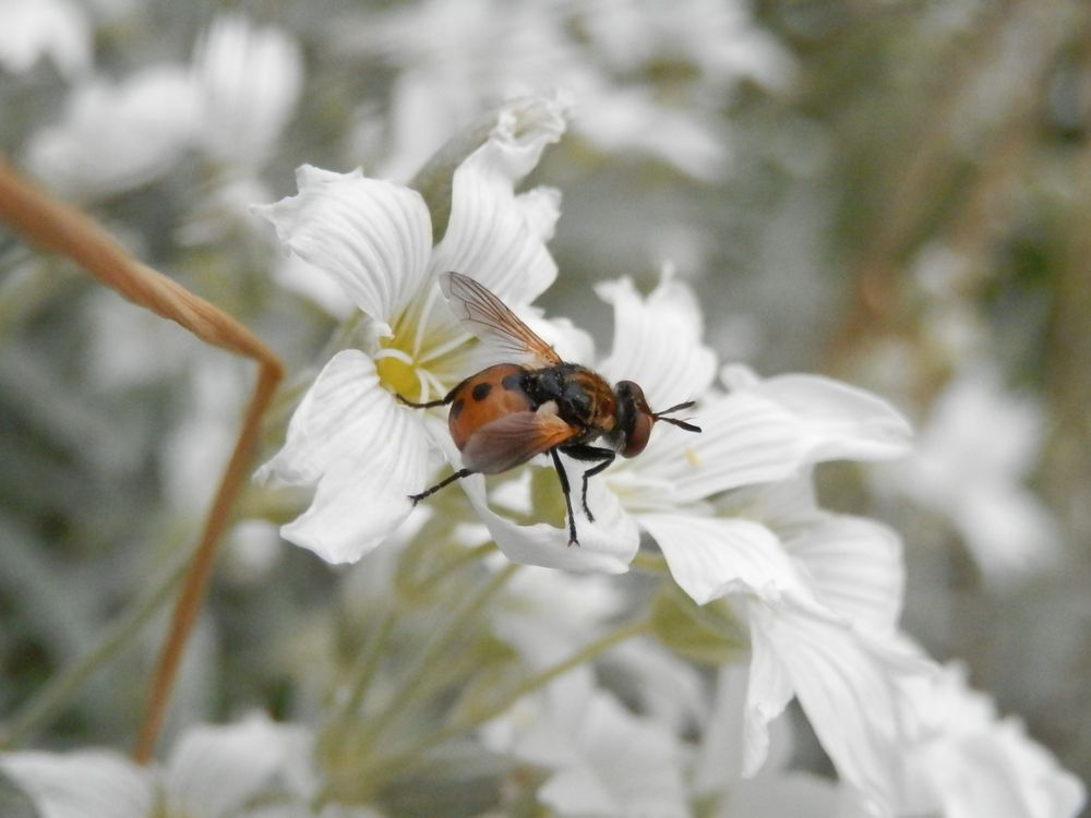 Raupenfliege (Gymnosoma rotundatum) - Ganz hübsch anzusehen, aber ein "gemeiner Parasit"