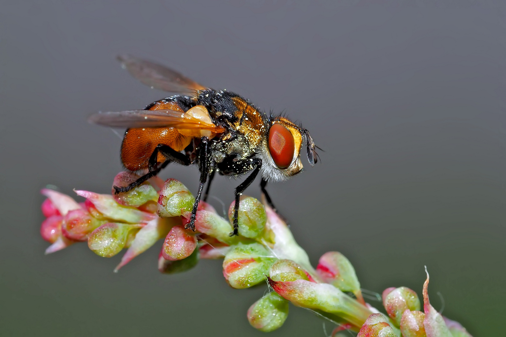  Raupenfliege (Gymnosoma rotundatum) - Une mouche élégante.