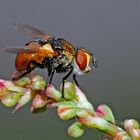  Raupenfliege (Gymnosoma rotundatum) - Une mouche élégante.