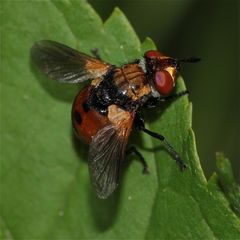 Raupenfliege GYMNOSOMA SP. (Fam. Tachinidae) - ganz netter Brummer mit knapp einem Zentimeter . . .