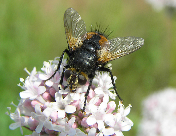 Raupenfliege, Igelfliege - Tachina fera