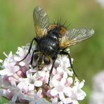 Raupenfliege, Igelfliege - Tachina fera