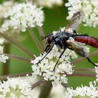 Raupenfliege im Profil