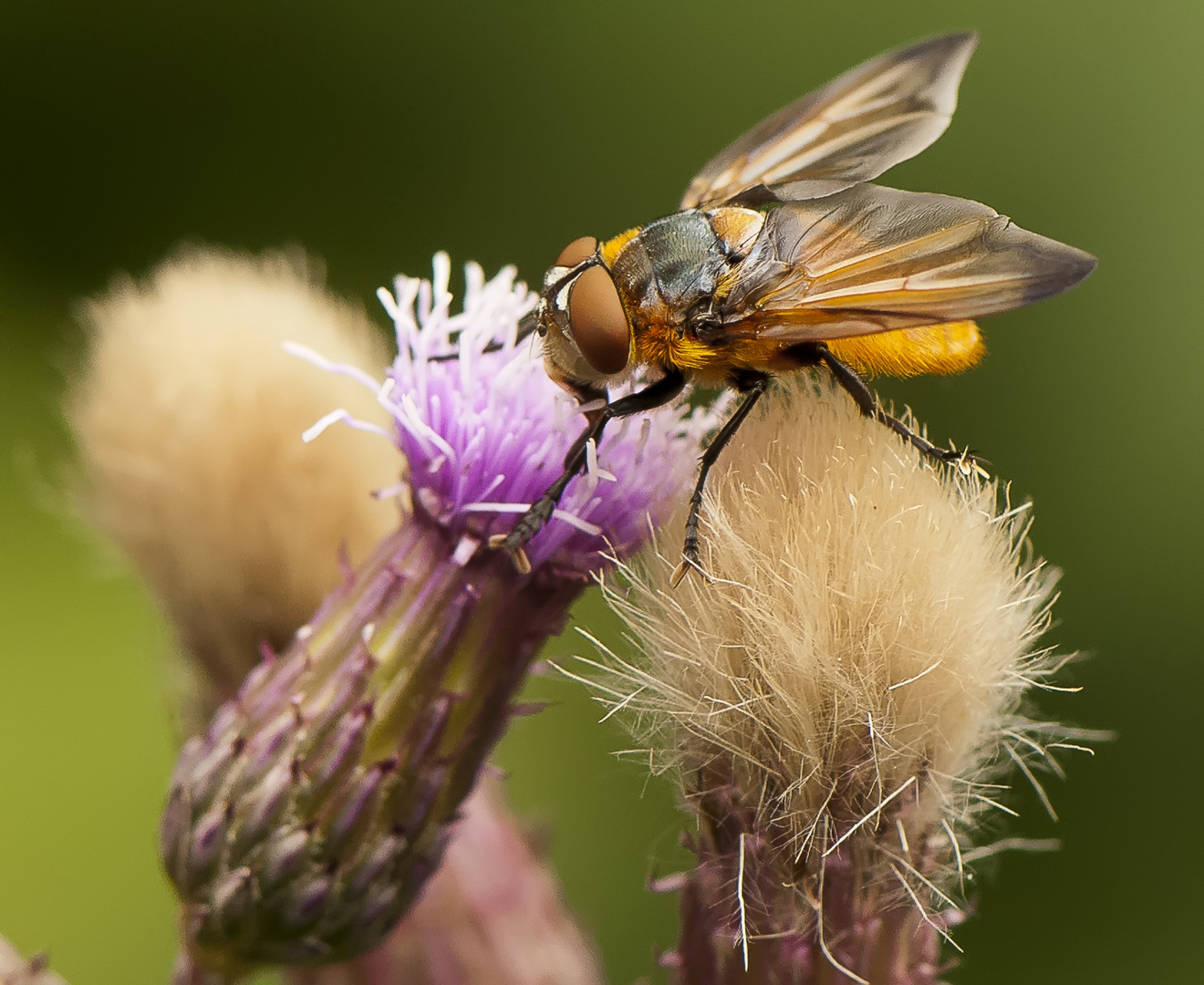 Raupenfliege im Roten Moor