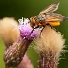 Raupenfliege im Roten Moor