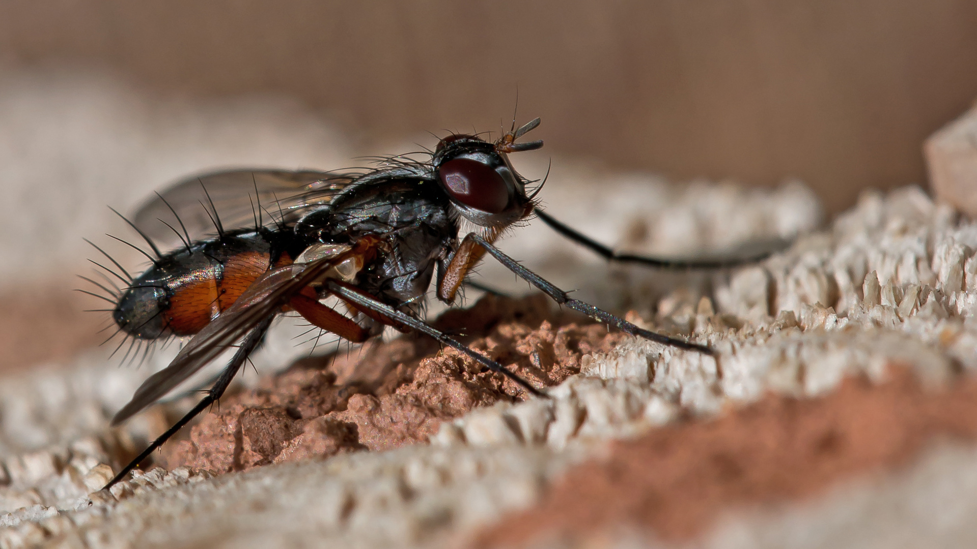 Raupenfliege (Mintho rufiventris)