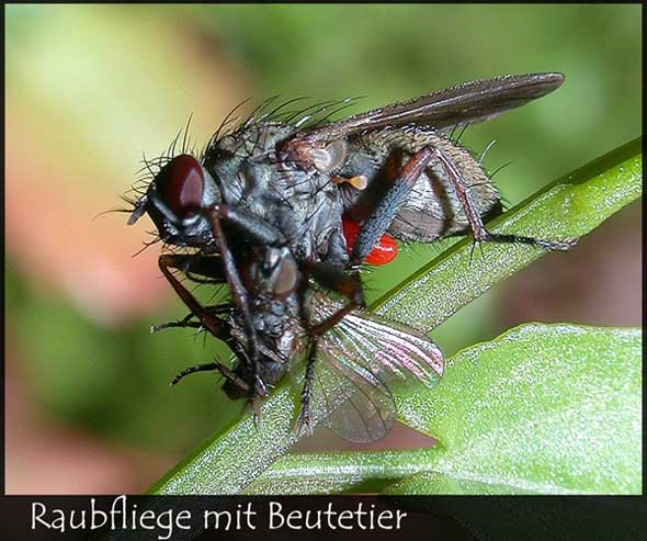 Raupenfliege mit Beutetier