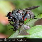 Raupenfliege mit Beutetier