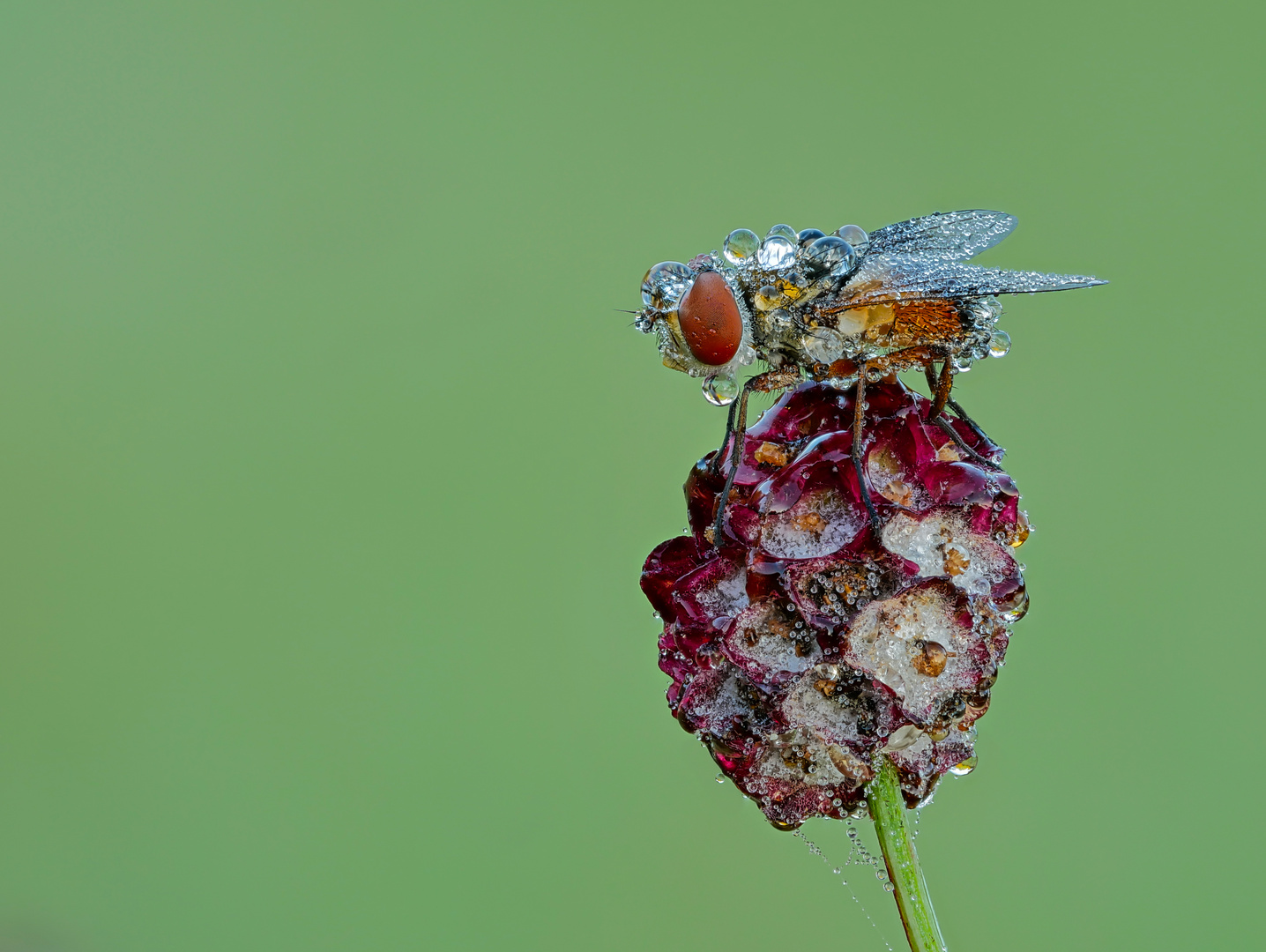 Raupenfliege mit Tautropfen (Herbsttau)