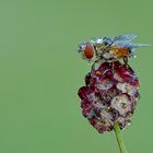 Raupenfliege mit Tautropfen (Herbsttau)