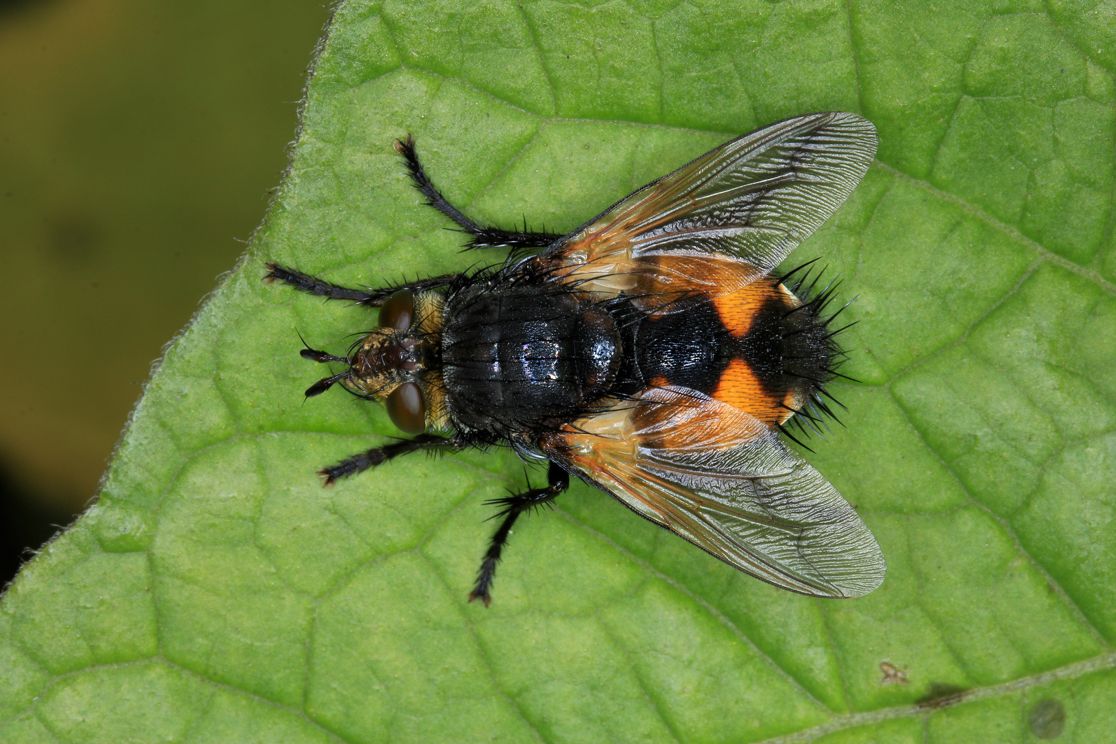 Raupenfliege, Nowickia ferox