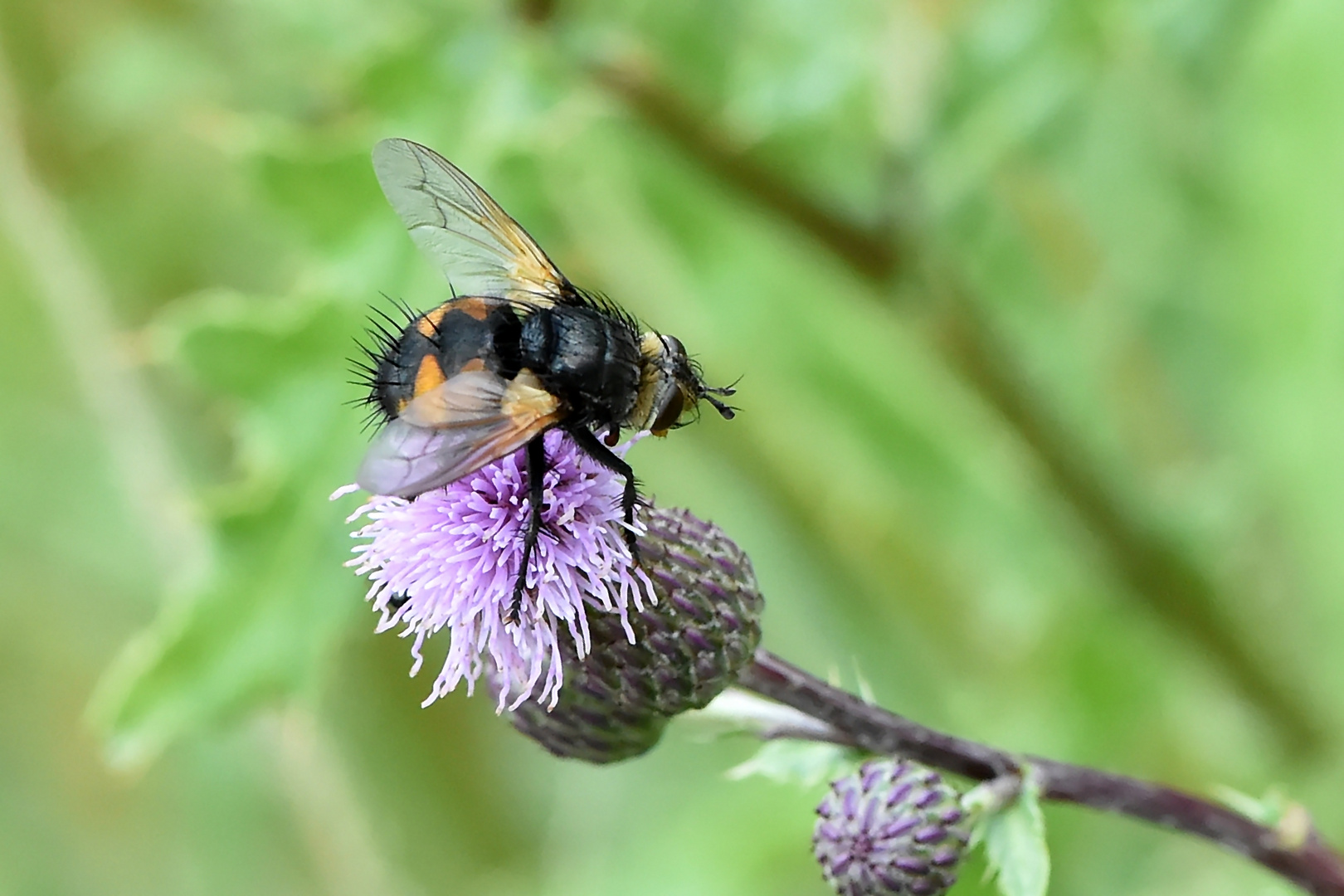 Raupenfliege Nowickia ferox