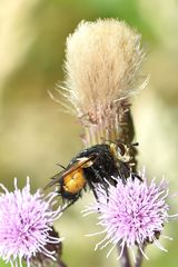 Raupenfliege Nowickia ferox Profil