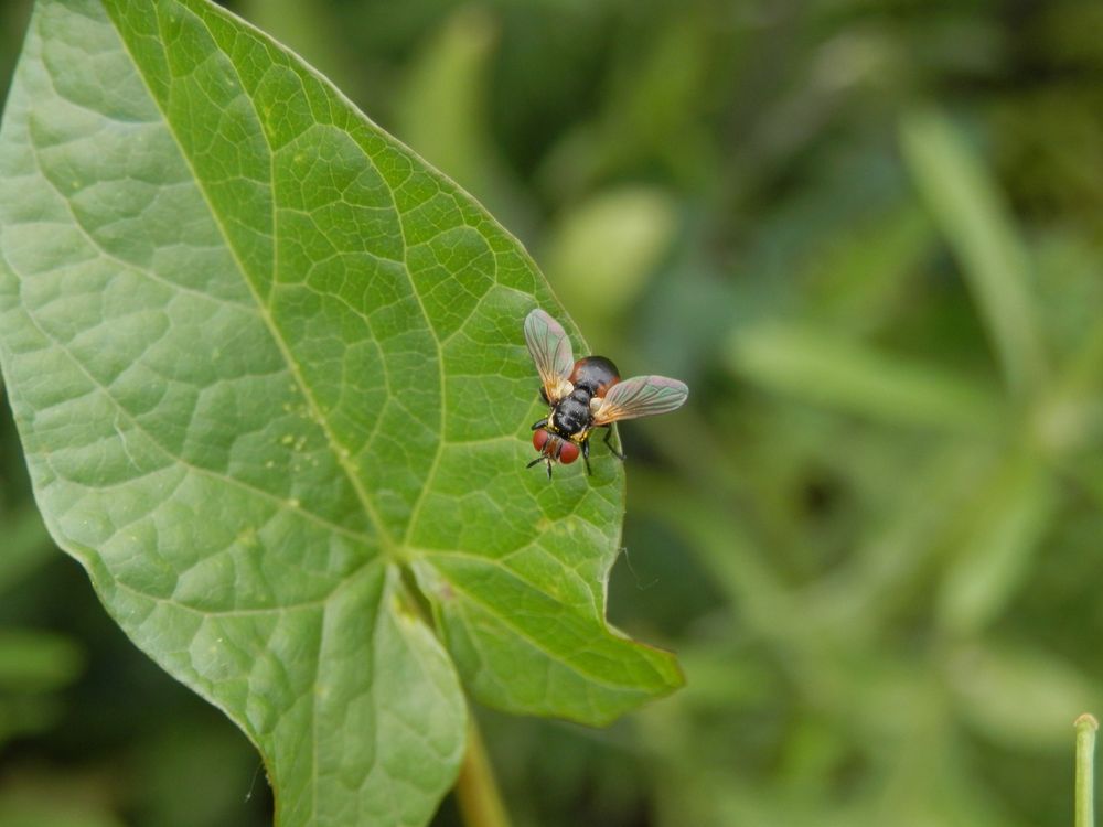 Raupenfliege oder Wanzenfliege? Vielleicht Gymnosoma costatum ?