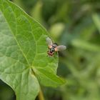 Raupenfliege oder Wanzenfliege? Vielleicht Gymnosoma costatum ?