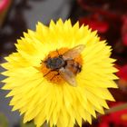 Raupenfliege Peleteria rubescens auf gelber Strohblume