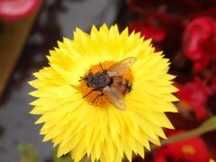 Raupenfliege Peleteria rubescens auf gelber Strohblume