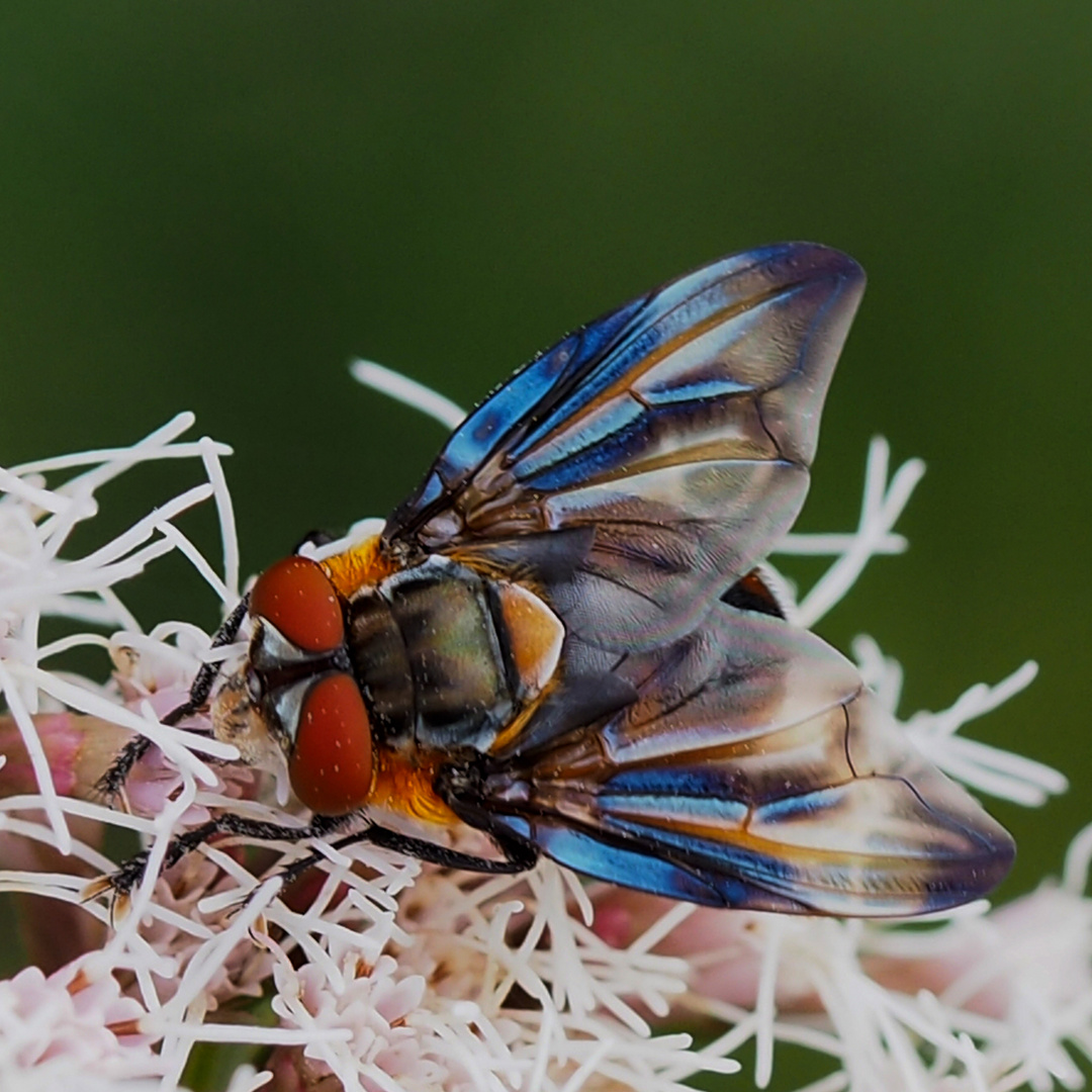 Raupenfliege (Phasia hemiptera)