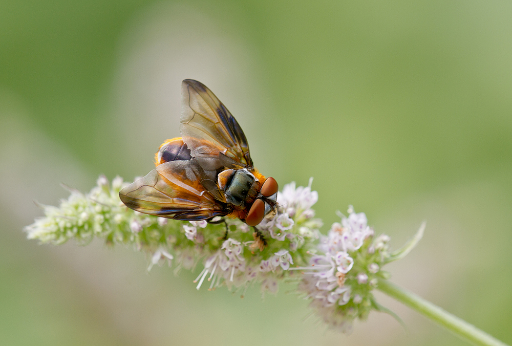 Raupenfliege - Phasia hemiptera