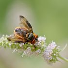 Raupenfliege - Phasia hemiptera