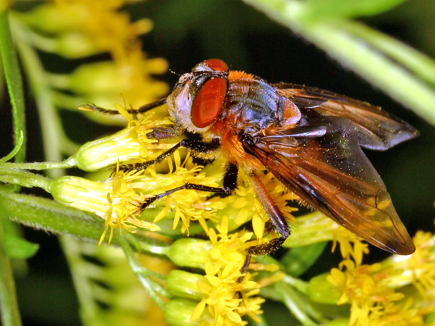 Raupenfliege (Phasia hemiptera, syn.: Alophora hemiptera)......