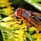 Raupenfliege (Phasia hemiptera, syn.: Alophora hemiptera)......