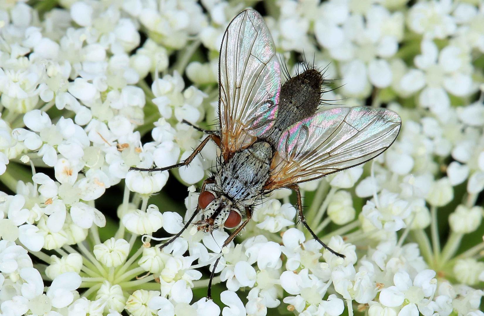 Raupenfliege, Solieria pacifica