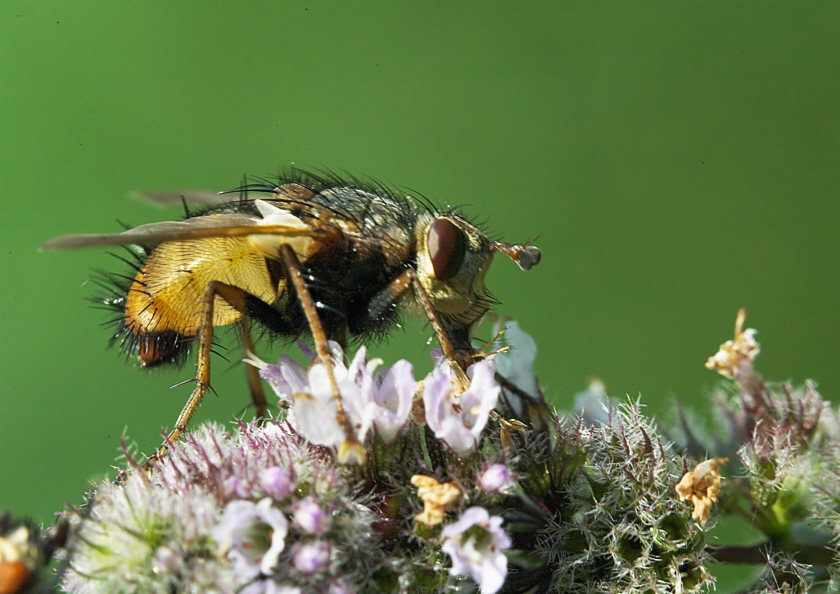 Raupenfliege Tachina fera