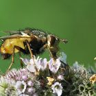 Raupenfliege Tachina fera