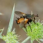 Raupenfliege (Tachina fera)