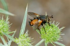 Raupenfliege (Tachina fera)