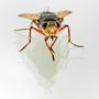 Raupenfliege (Tachina fera) von Christoph Mischke