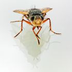 Raupenfliege (Tachina fera)