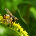 Raupenfliege (Tachina fera) auf Goldrute