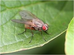 Raupenfliege (Tachina fera)?