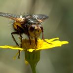 Raupenfliege Tachina-fera (Igelfliege)