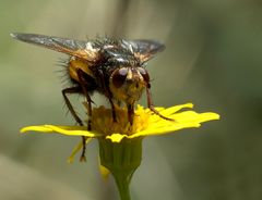 Raupenfliege Tachina-fera (Igelfliege)