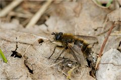 Raupenfliege (Tachina ursina?)