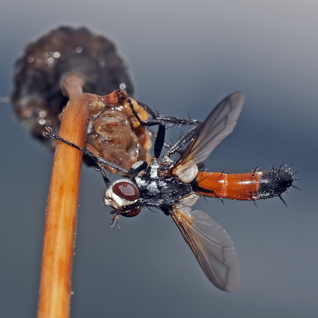 Raupenfliege (Tachinidae), (Ocyptera brassicaria) *