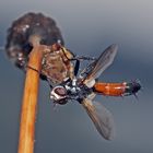 Raupenfliege (Tachinidae), (Ocyptera brassicaria) *