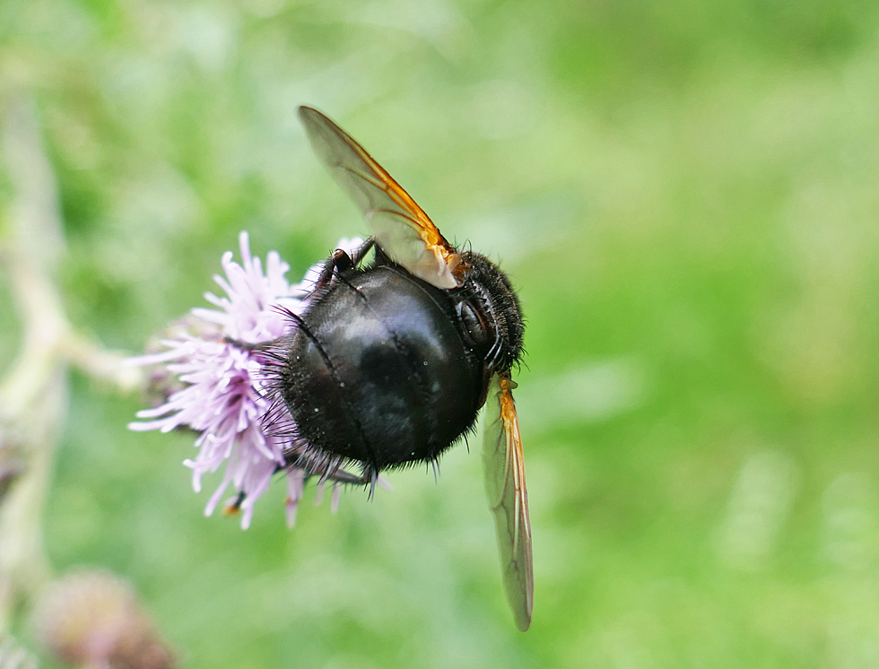 Raupenfliege von hinten