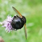 Raupenfliege von hinten