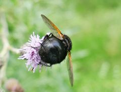 Raupenfliege von hinten