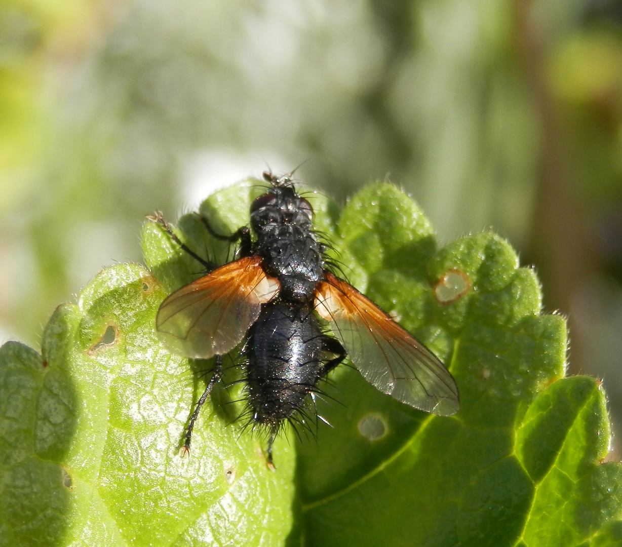 Raupenfliege Zophomyia temula