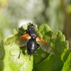 Raupenfliege Zophomyia temula