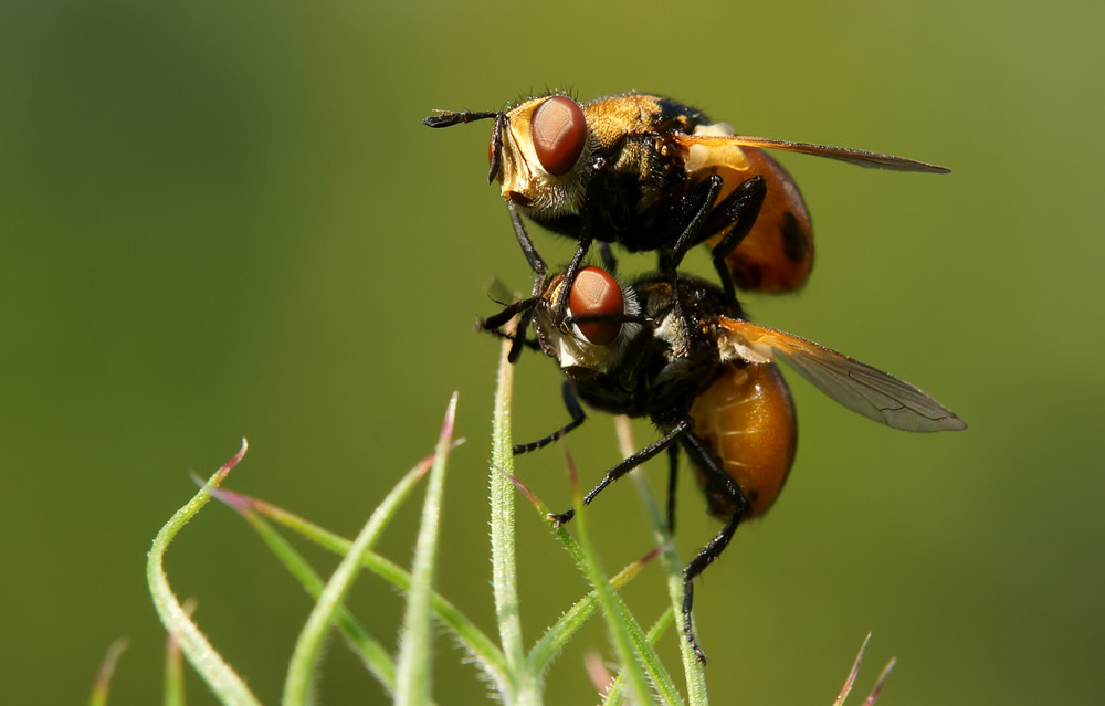 Raupenfliegen