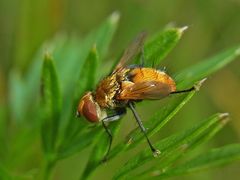 Raupenfliegen